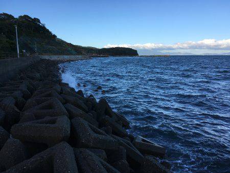 サゴシからツバスへ